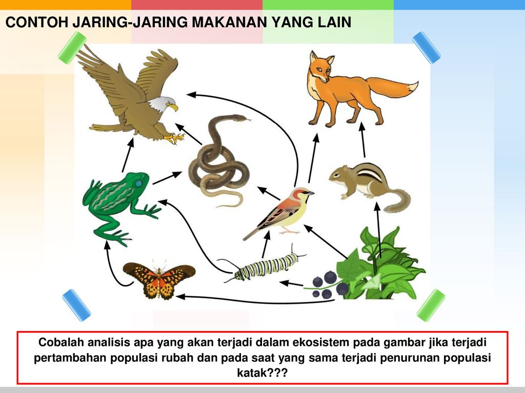 Contoh Jaring Jaring Makanan Di Ekosistem Sawah Berbagai Contoh